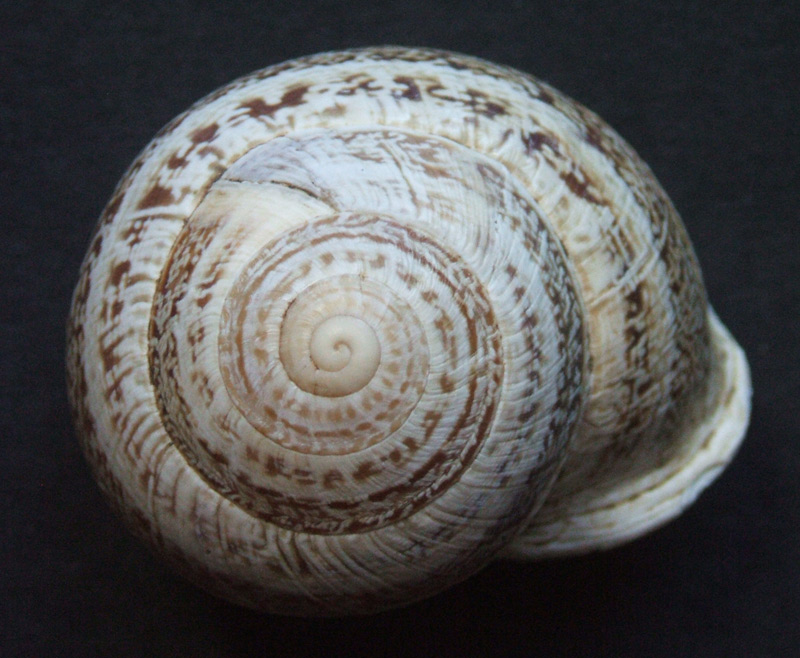 Helicidae, Marruecos