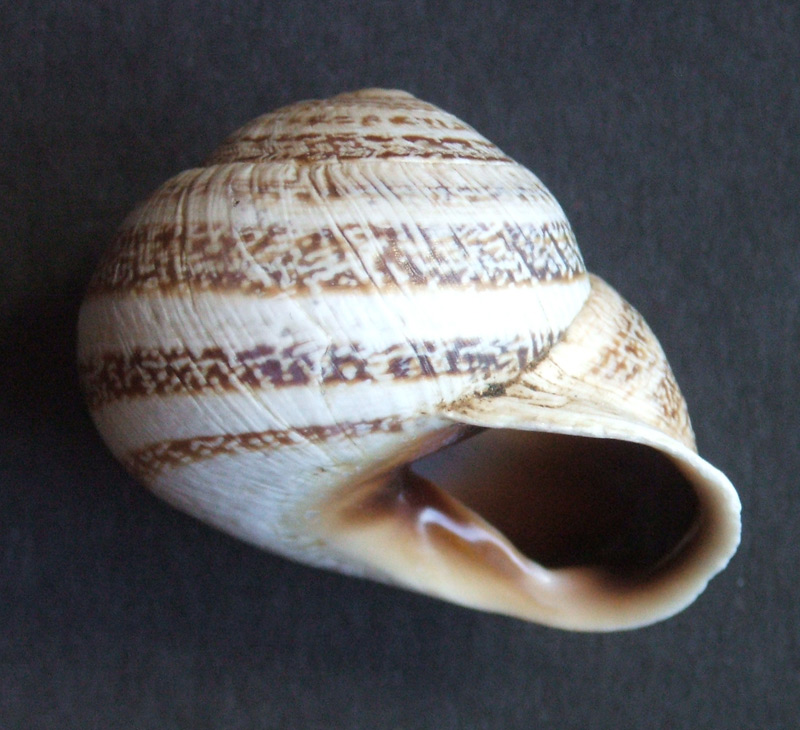 Helicidae, Marruecos