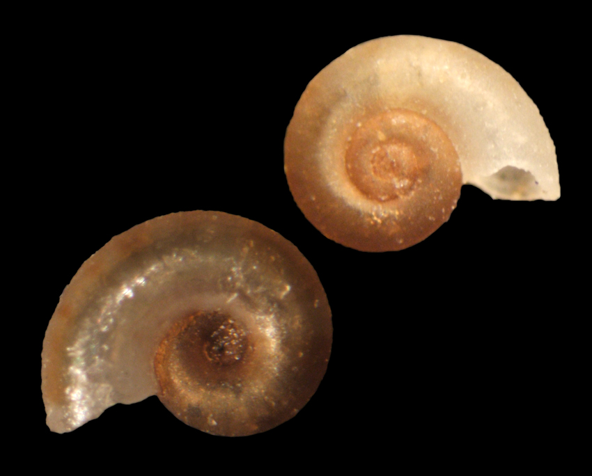 Skeneopsis planorbis