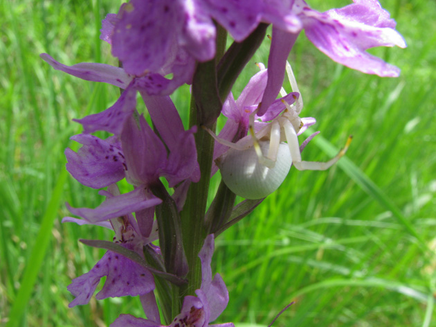 Misumena vatia