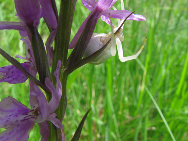 Misumena vatia