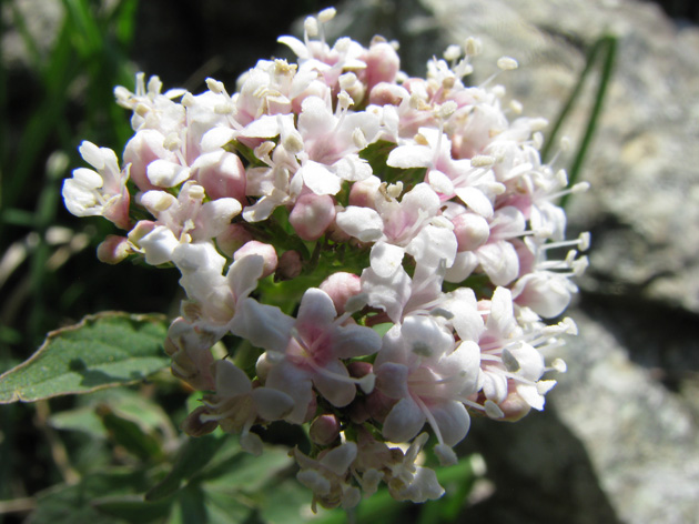 Valeriana da detrminare