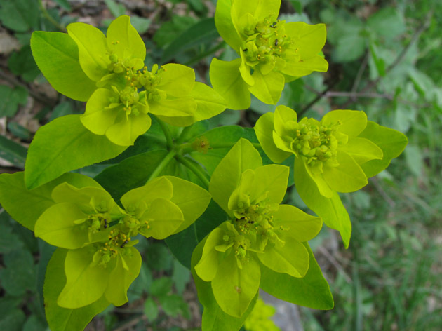 Euphorbia verrucosa