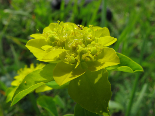 Euphorbia verrucosa
