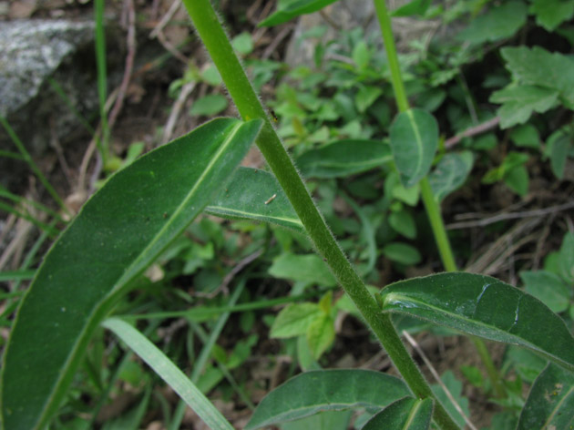Euphorbia verrucosa