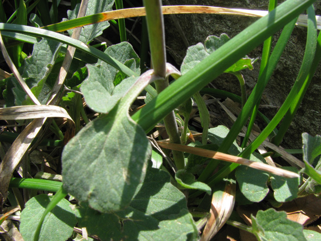 Valeriana da detrminare