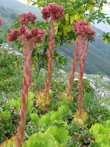 Sempervivum montanum subsp. burnatii  / Semprevivo di Burnat