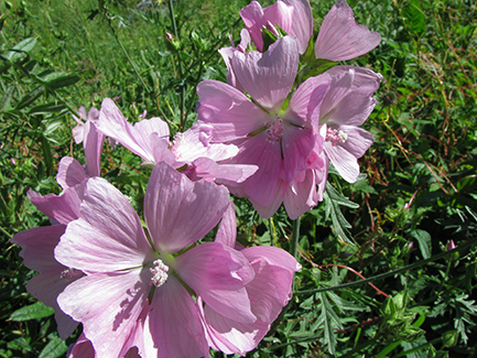 Malva moschata