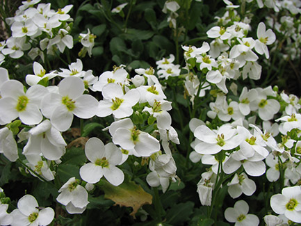 Arabis alpina