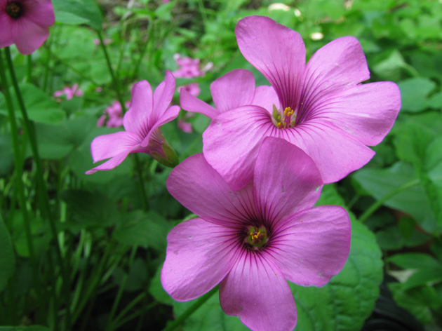 Oxalis articulata