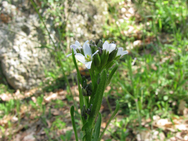 Arabis da determinare