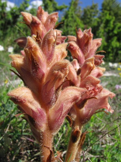 Orobanche caryophyllacea / Succiamele garofanato