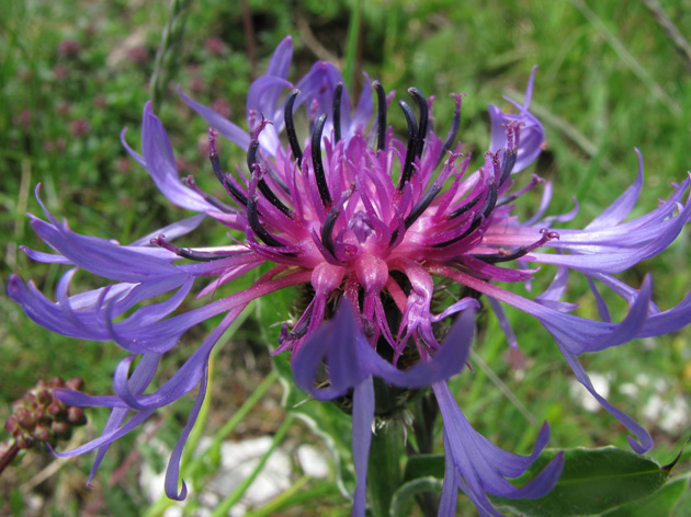 Centaurea triumfettii / Fiordaliso di Trionfetti