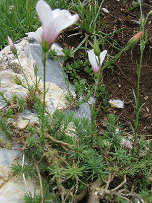 E'' un linum?