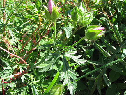 Malva moschata