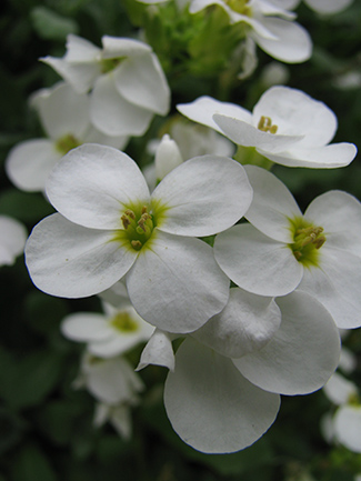 Arabis alpina