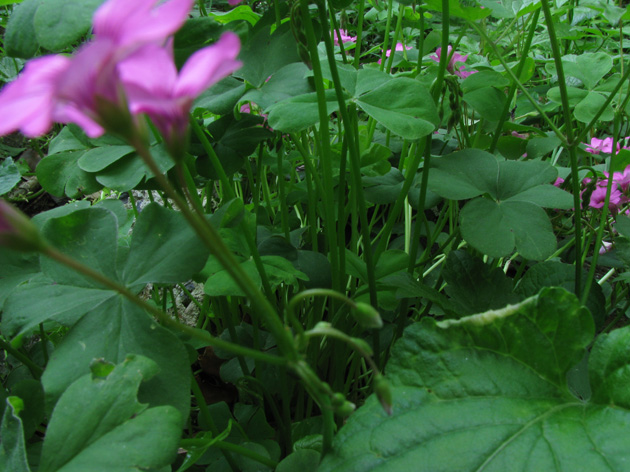 Oxalis articulata