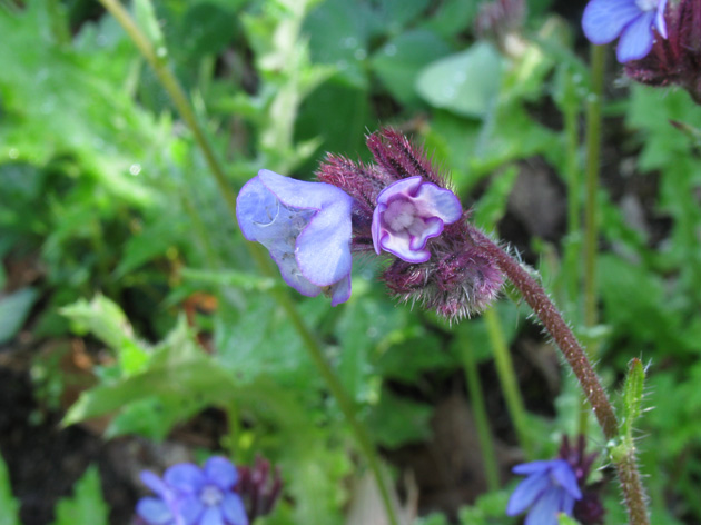 Anchusella cretica / Buglossa cretese