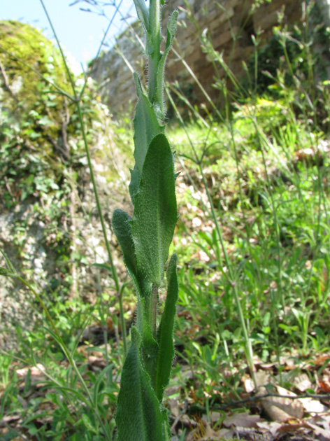 Arabis da determinare