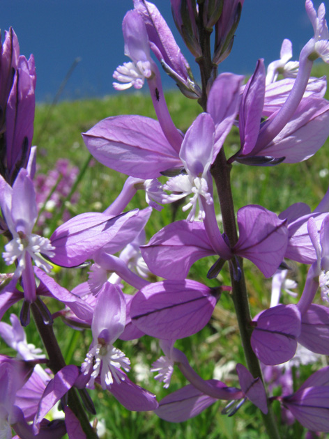 Polygala ...