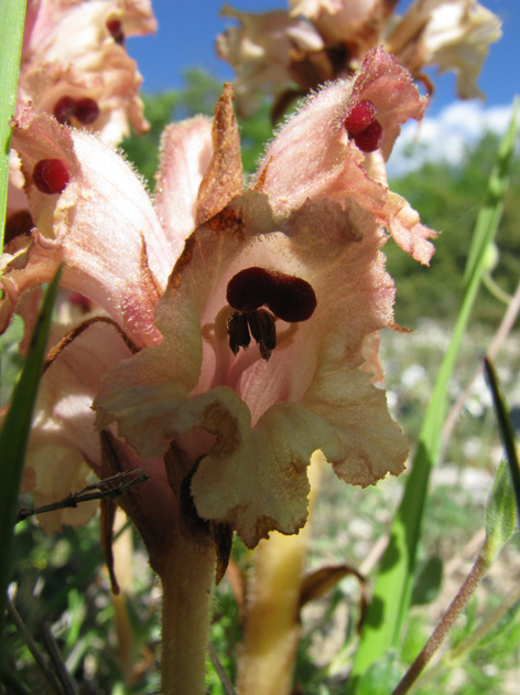 Orobanche caryophyllacea / Succiamele garofanato