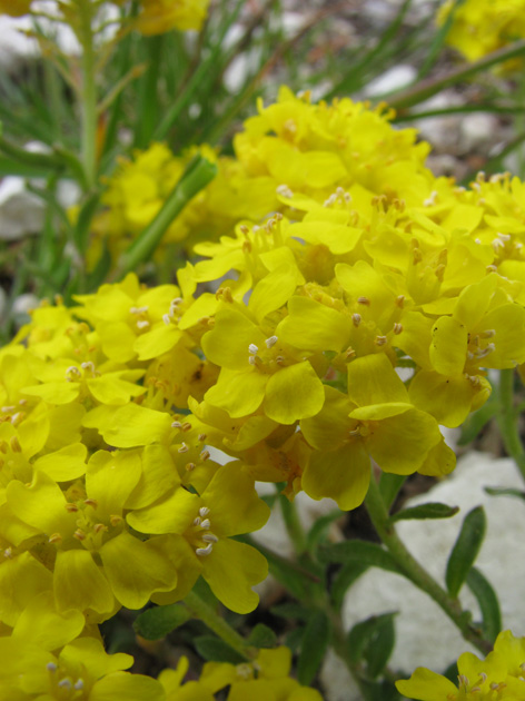 Alyssum cuneifolium???