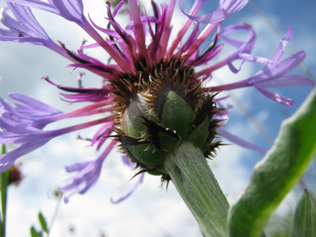 Centaurea triumfettii / Fiordaliso di Trionfetti