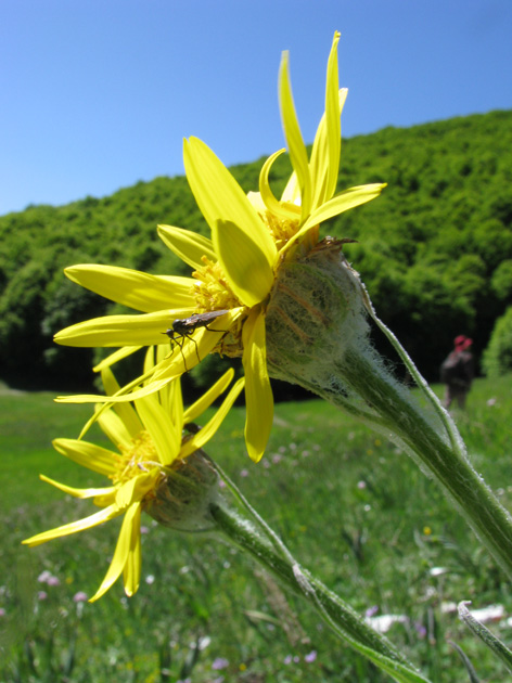 Senecio scopolii ?