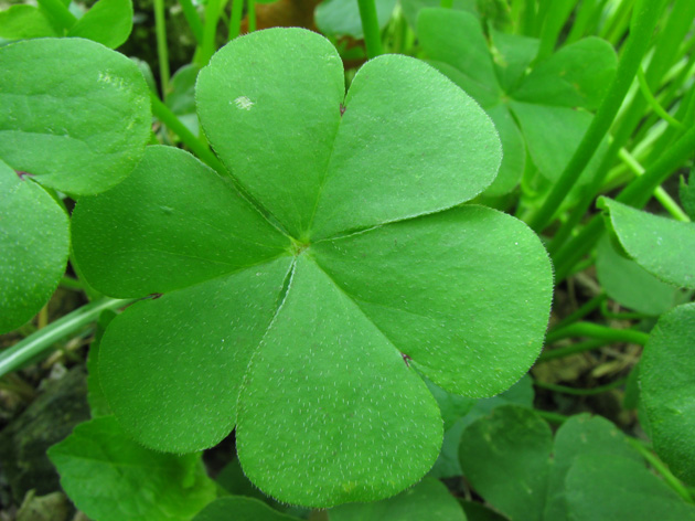 Oxalis articulata