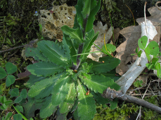 Arabis da determinare