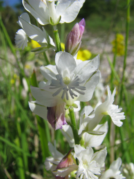 Polygala ...