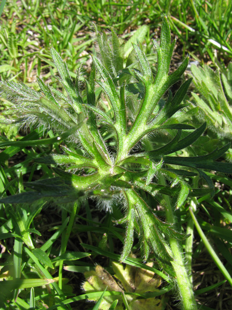 Ranunculus da determinare