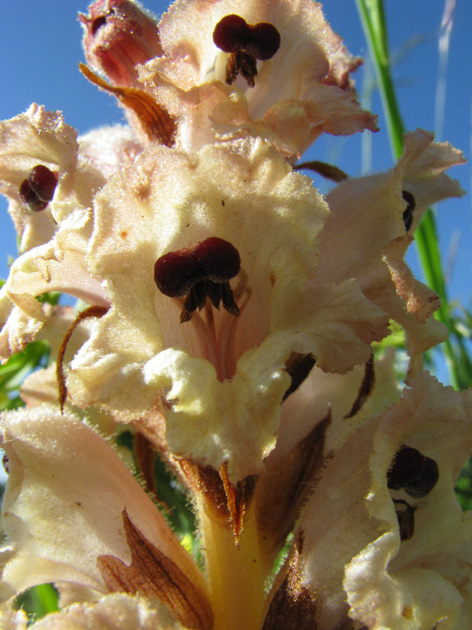 Orobanche caryophyllacea / Succiamele garofanato