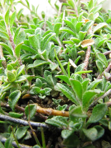 Alyssum cuneifolium???
