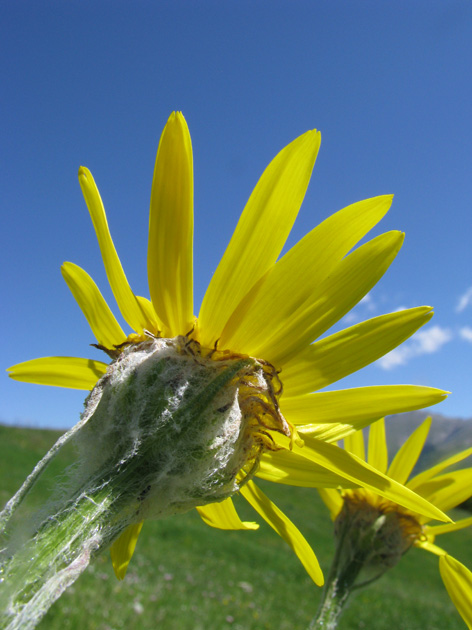 Senecio scopolii ?