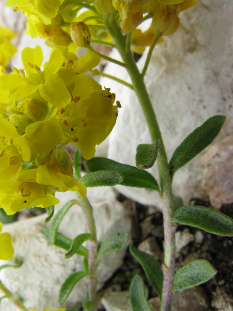 Alyssum cuneifolium???