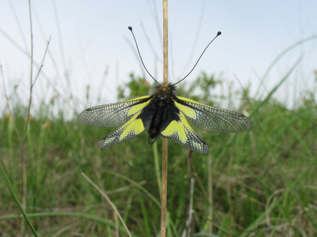 Che insetto ? - Libelloides coccajus (maschio)