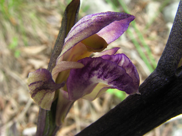 Orchidee del Garda 2