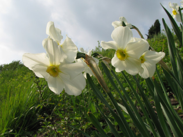 Narcissus x medioluteus / Narciso bifloro
