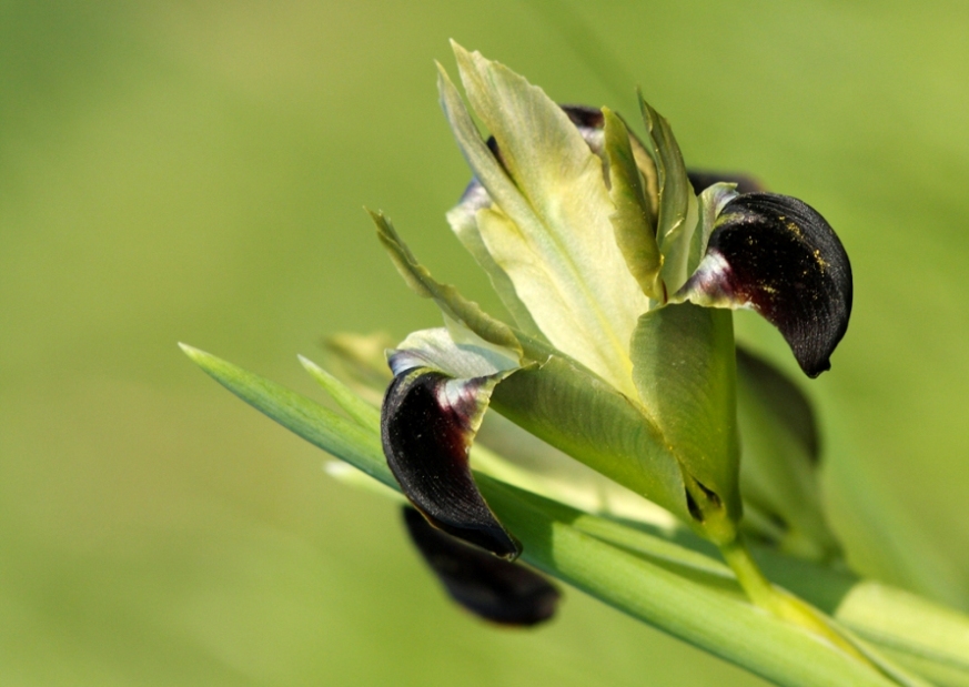 Iris tuberosa (=Hermodactylus tuberosus) / Bellavedova