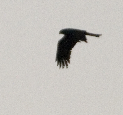 Identificazione rapace