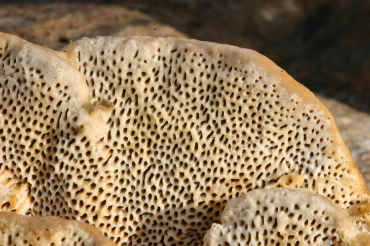 Coriolopsis trogii o Trametes ochracea ? (Trametes trogii)
