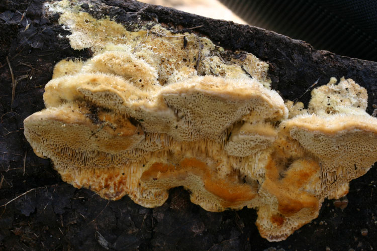 Coriolopsis trogii o Trametes ochracea ? (Trametes trogii)
