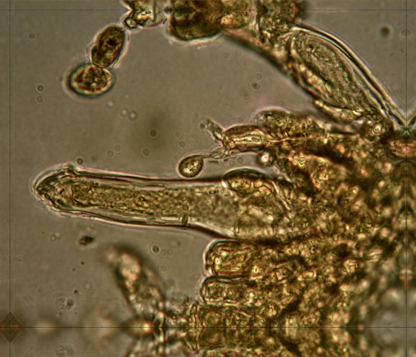 Inocybe fuscidula Velen. var. bispopigera Kuyper