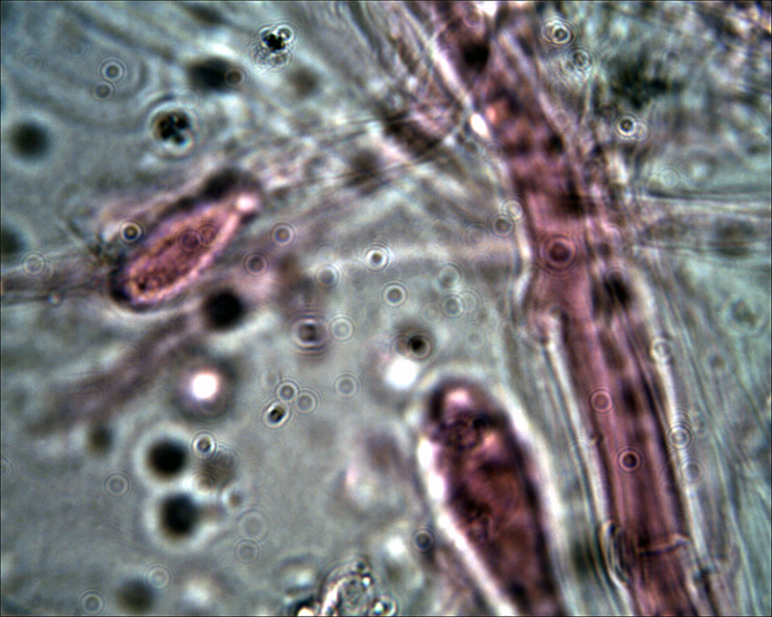 Tephrocybe sphaerospora Khun.& Romagn.