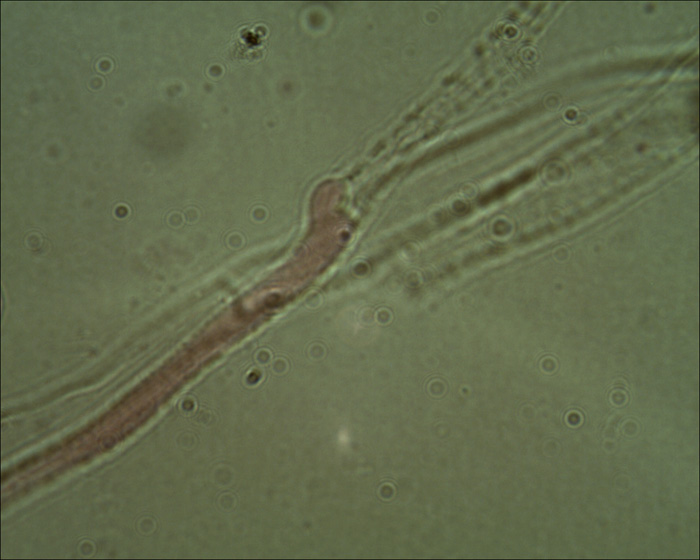 Tephrocybe sphaerospora Khun.& Romagn.