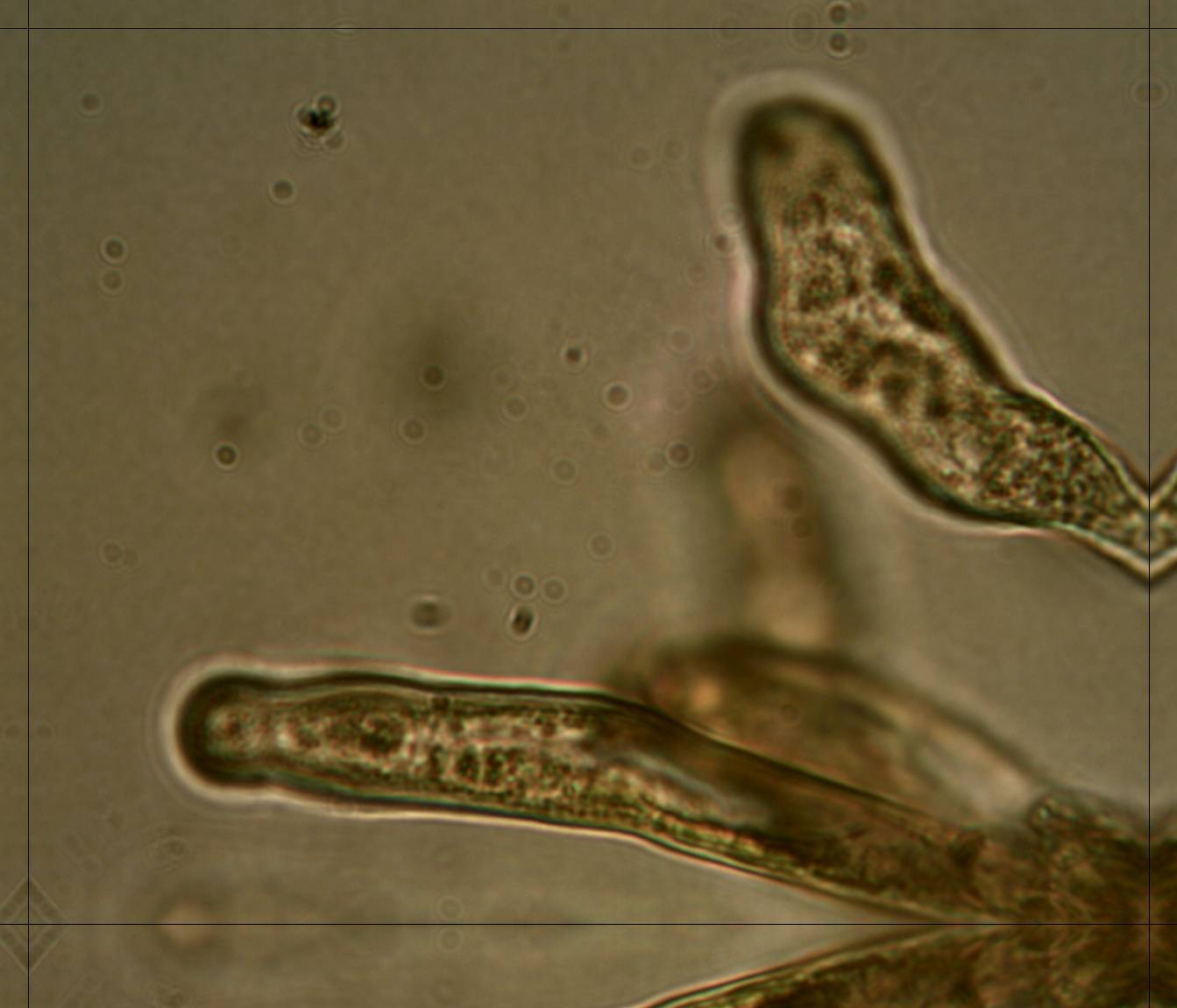 Inocybe fuscidula Velen. var. bispopigera Kuyper