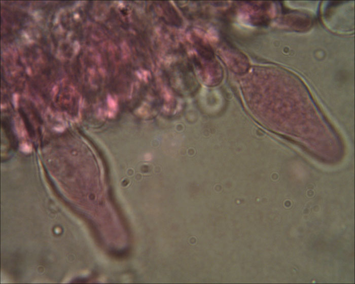 Psathyrella spadiceogrisea