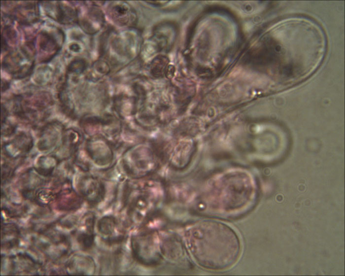 Psathyrella spadiceogrisea