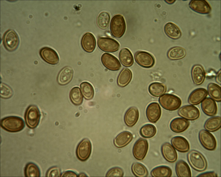 Conocybe robertii  Singer & Hauskn. (1992)